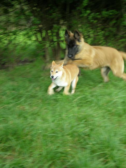 garou